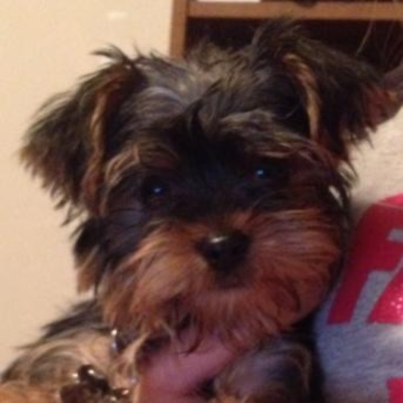 Meet your Posher, John - Picture 1 of 1